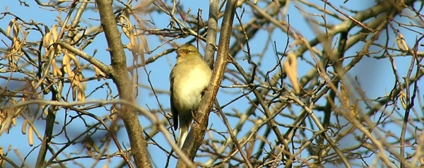 Fringuello -  Fringilla coelebs